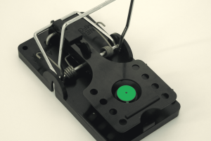 1102-Rattenfalle-Lavendel-8-Uhr