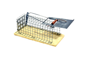 1141+Kasten+Mausefalle+-+lebendfang+offen